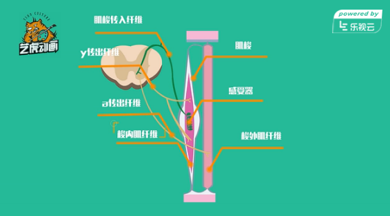 医学产品演示动画